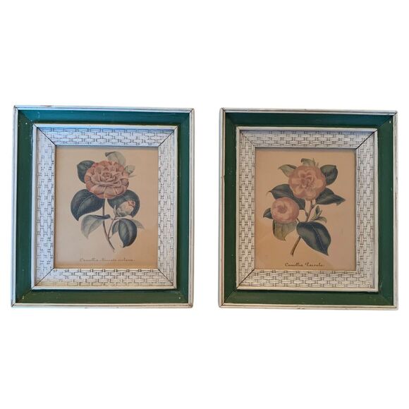 2 Vintage 1950s Framed Camellia Flower Lithographs 10.3" x 9.3" Pink+White+Green - Picture 1 of 7